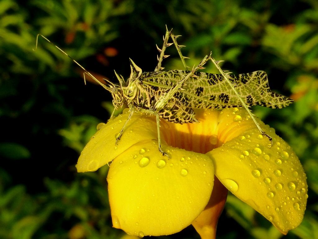 Towards a sustainable future for the next generations: Why biodiversity matters?