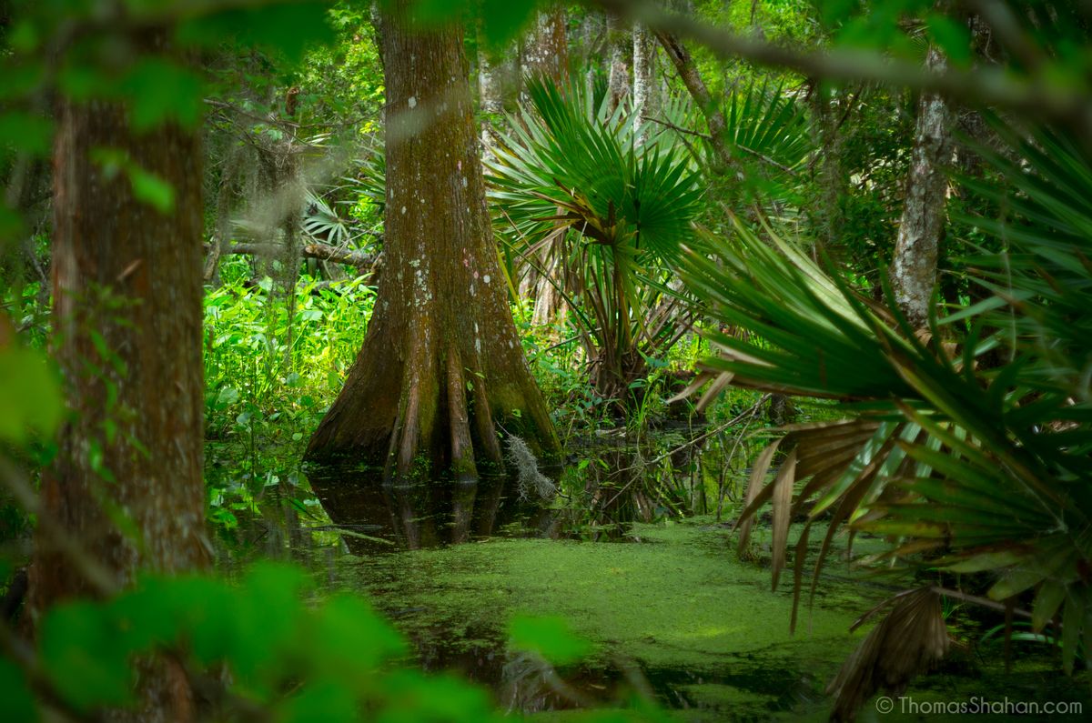 COP15: a last chance to save biodiversity?